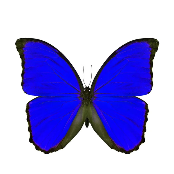 Borboleta Azul Exótico Isolado Fundo Branco Borboleta Morpho Azul Perfil — Fotografia de Stock