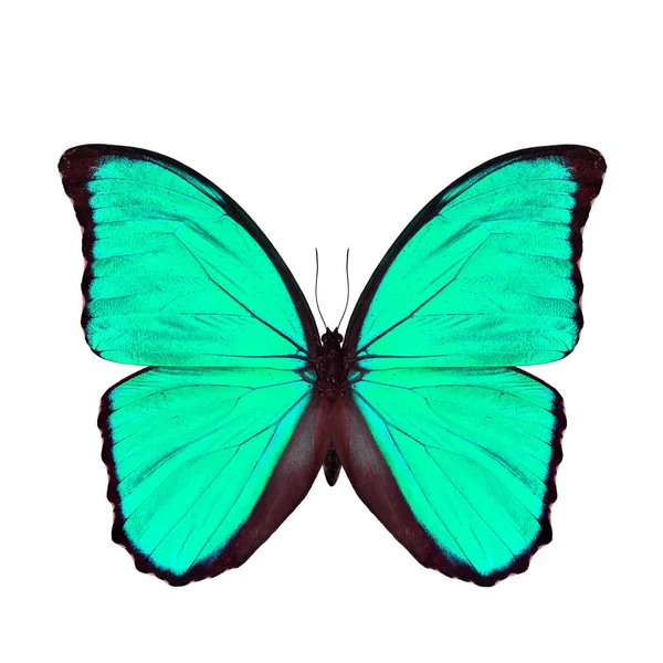 Exotic Light Green Butterfly Isolated White Background Blue Morpho Butterfly — Stock Photo, Image