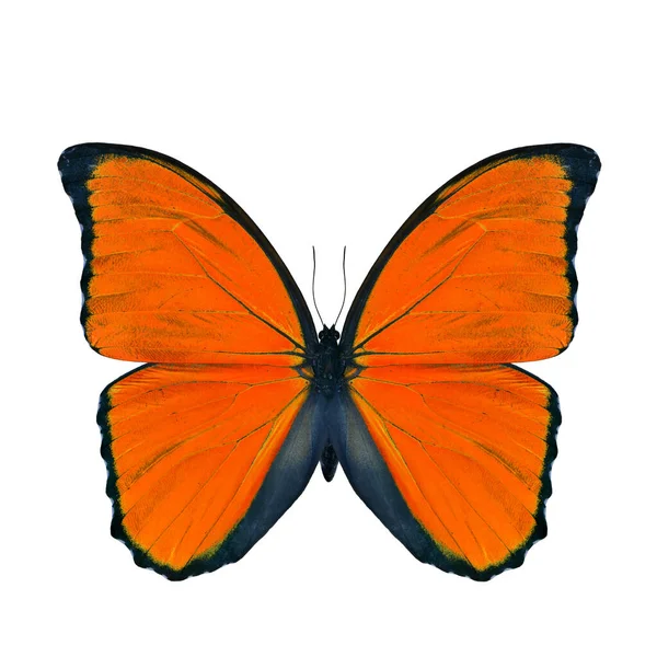 Papillon Orange Exotique Isolé Sur Fond Blanc Papillon Morpho Bleu — Photo