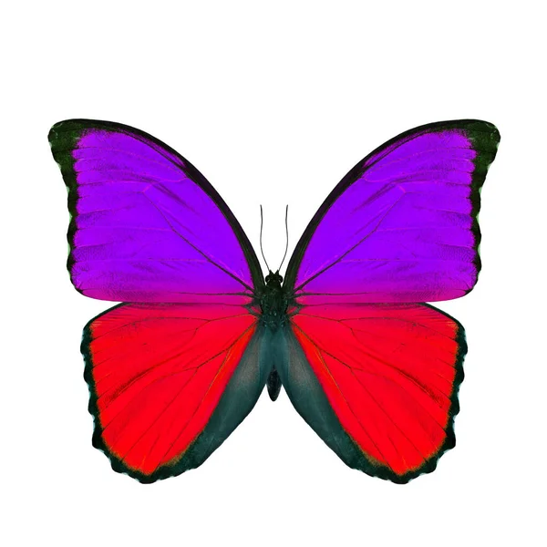 白を基調としたエキゾチックな紫と赤の蝶 ファンシーカラープロファイルの青のモフ蝶 — ストック写真