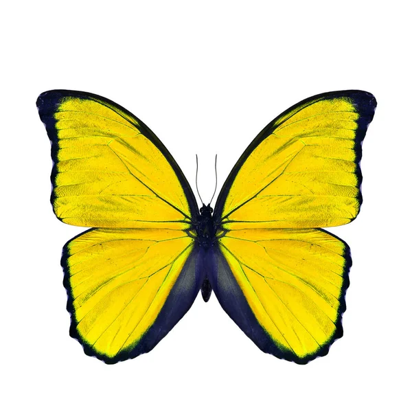 Exotic yellow butterfly isolated on white background, the blue morpho butterfly in fancy color profile