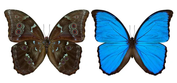 Mavi Morpho Kelebeği Dezavantaj Günbatımı Morpho Nun Beyaz Arka Planda — Stok fotoğraf
