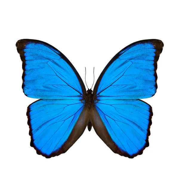 Πεταλούδα Blue Morpho Αποσαφήνιση Sunset Morpho Ένα Είδος Πεταλούδων Στο — Φωτογραφία Αρχείου