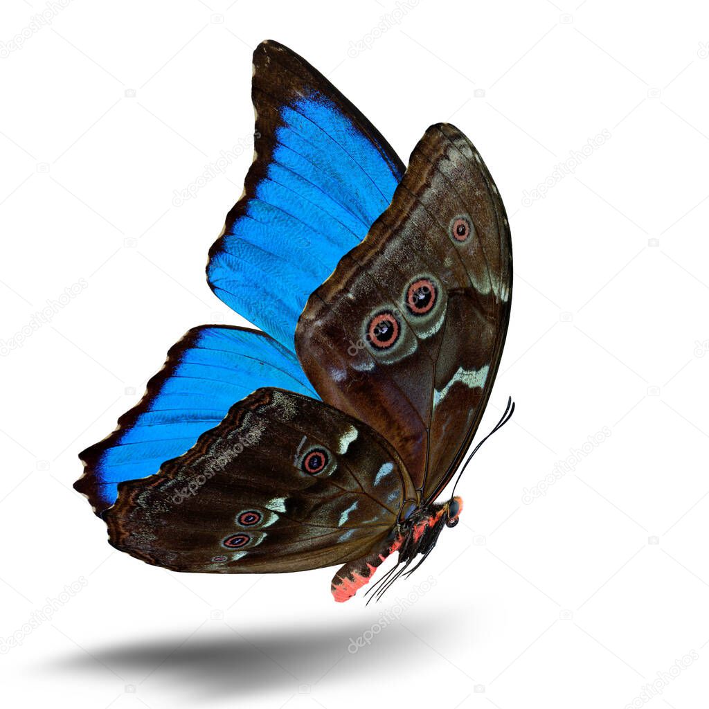 The beautiful flying blue butterfly, the Blue Morpho (Genus Morpho doiuns) with fully wings sweeping isolated on white background, amazing nature