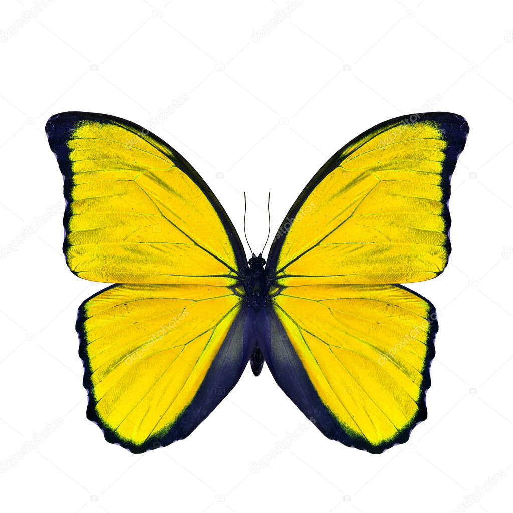 Exotic yellow butterfly isolated on white background, the blue morpho butterfly in fancy color profile