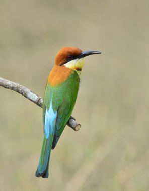 Kestane rengi arı yiyici (Merops leschenaulti) Turuncu başlı güzel yeşil kuş dalına tünemiş yalnız kuş, muhteşem doğa