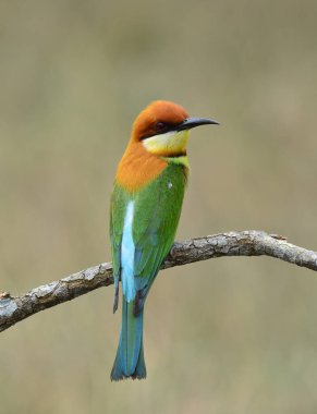 Kestane rengi arı yiyici (Merops leschenaulti) güzel yeşil kuş ve turuncu başlı kuşlar dalda tünemiş, muhteşem doğa