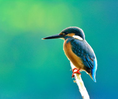 Balıkçı (Alcedo at this), dalda tüy tüküren güzel mavi bir kuş. Balıkçılık için bekliyor.