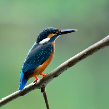 Dalın üzerine tünemiş güzel mavi kuş, bulanık yeşil arka plan ve egzotik doğayla sırt sırta tüylerini gösteriyor.