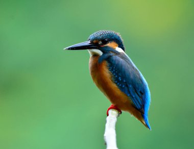 Ortak Kingfisher (Alcedo at this) güzel küçük mavi kuş bulanık yeşil arka plan, egzotik doğa ile dalına tünemiş