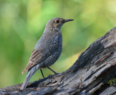Mavi Kaya Dişi Ardıç kuşu (Monticola solitarius), parlak yeşil bulanık arka plan üzerinde duran güzel gri kuş.