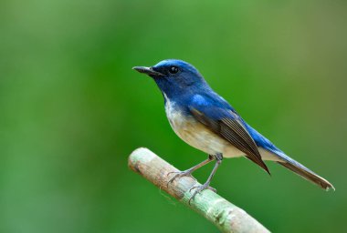 Bulanık yeşil çevreye tünemiş egzotik kuş yalnızlığı, Hainan mavi sinekkapanı (Cyornis hainanus)