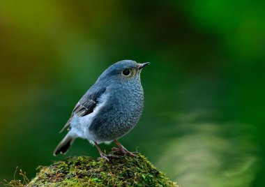 Female of Plumbeous water redstart (Phoenicurus fuliginosus) beautiful grey bird perching on mossy spot in steam, exotic nature clipart