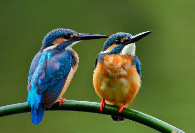 Güzel bir çift ortak kralbalıkçı (Alcedo) dalın üzerinde birlikte tünemiş güzel mavi bir kuş, doğa büyülenmiş