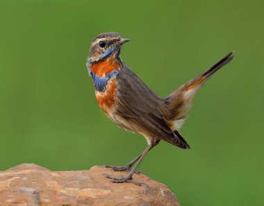 Bluethroat 'lu erkek (Luscinia svecica) boynunda mavi ve turuncu tüyleri olan güzel kahverengi kuş kuyruğunu sallayan, büyüleyici bir yaratıkla kayaya tünemiş.