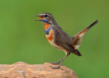 Bluethroat 'lu erkek (Luscinia svecica) boynunda mavi ve turuncu tüyleri olan güzel kahverengi kuş kuyruğunu sallayan, büyüleyici bir yaratık olan kayanın üzerinde şarkı söylüyor.