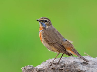 Bluethroat 'lu erkek (Luscinia svecica) güzel kahverengi kuş, koloful turuncu ve mavi boynu ile toprak kayayı ince yeşil bulanık arka plan üzerine tünetiyor, egzotik yaratık