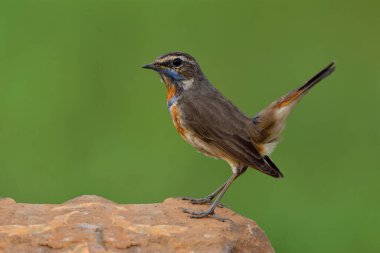 Bluethroat 'lu erkek (Luscinia svecica) boynunda turuncu ve mavi tüyleri olan güzel kahverengi kuş kuyruğunu sallayan, büyüleyici bir yaratıkla toprak kayaya tünemiş.