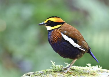 Malezyalı erkek şeritli pitta (Hydrornis irena) Tayland 'da Sriphang nga Ulusal Parkı' ndaki kayanın üzerinde duran birçok renkli kuş, doğayı büyülemiştir.