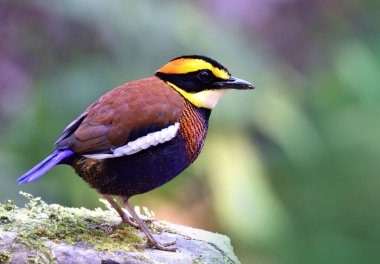Side view shot of Malayan banded pitta (Hydrornis irena) multiple colors bird standing on the rock in Sriphang nga national park Thailand, exotic nature clipart