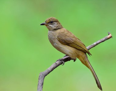 Seri kulaklı bulbul (Pycnonotus blanfordi), parlak yeşil arkaplan üzerinde tüneyen ötücü bir kuş türünde soluk sarı bir kuştur.