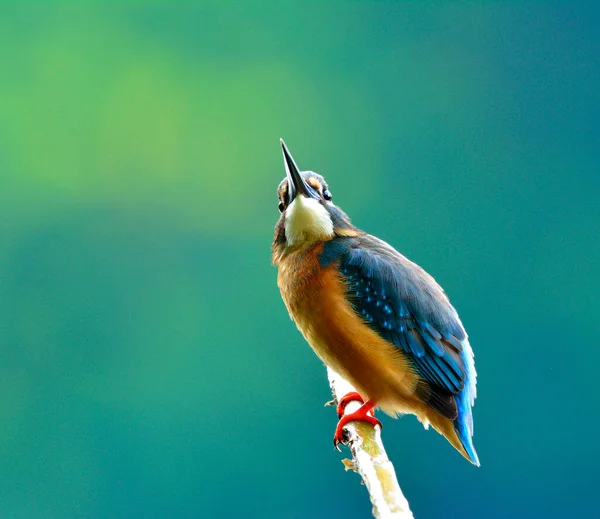 Common Kingfisher Alcedo Atthis Belo Pássaro Azul Mostrando Suas Penas — Fotografia de Stock