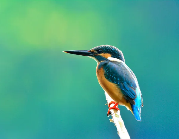 Eisvogel Alcedo Atthis Ein Schöner Blauer Vogel Der Seine Rückenfedern — Stockfoto