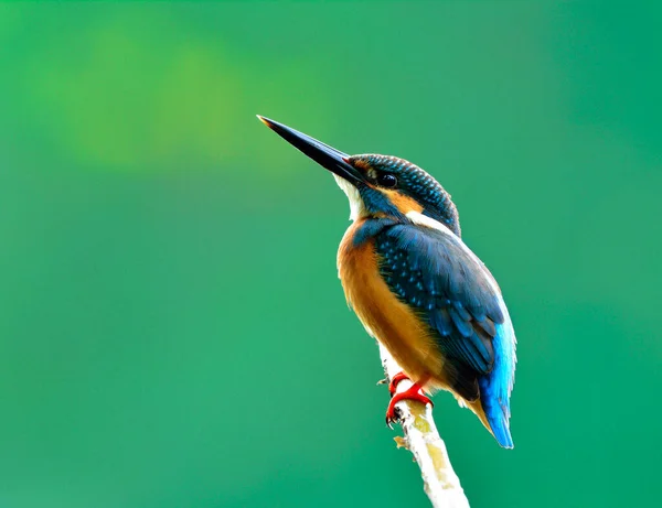 Common Kingfisher Alcedo Atthis Burung Biru Yang Indah Menunjukkan Bulu — Stok Foto