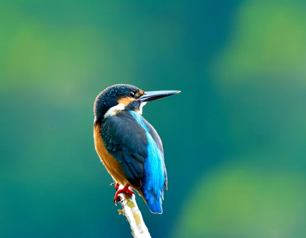 Vanlig Kungsfiskare Alcedo Atthis Vacker Blå Fågel Som Visar Sina — Stockfoto