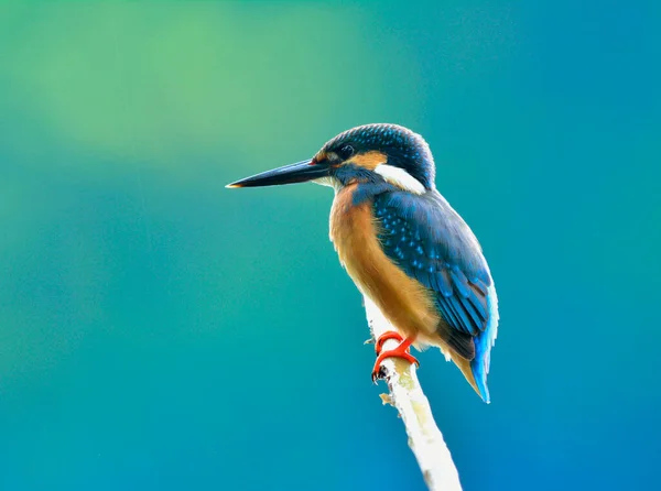 Eisvogel Alcedo Atthis Ein Schöner Blauer Vogel Der Seine Hinterfedern — Stockfoto