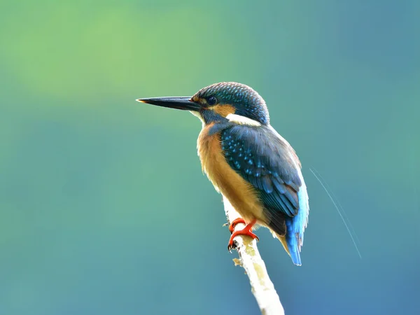 Vanlige Kungsfiskare Alcedo Vacker Blå Fågel Som Visar Sina Bakfjädrar — Stockfoto