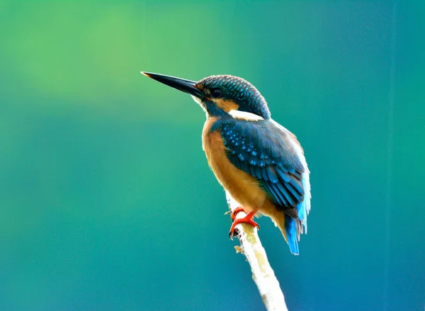 Common Kingfisher Alcedo Atthis Belo Pássaro Azul Mostrando Suas Penas — Fotografia de Stock