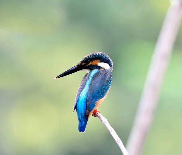 Comune Kingfisher Alcedo Atthis Bellissimo Uccello Blu Che Mostra Suo — Foto Stock