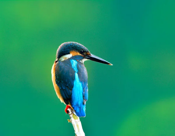 Common Kingfisher Alcedo Atthis Krásný Malý Modrý Ptáček Ukazuje Své — Stock fotografie