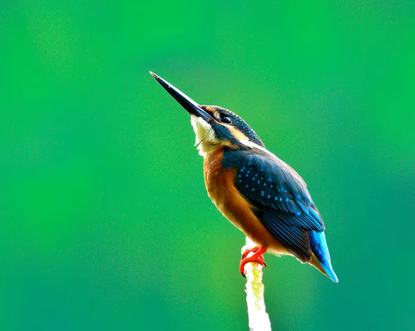 一般的なカワセミ アルセドAtthis パステルブルーの背景に枝にパフィーの羽が孤独な美しい小さな青い鳥 素晴らしい自然 — ストック写真