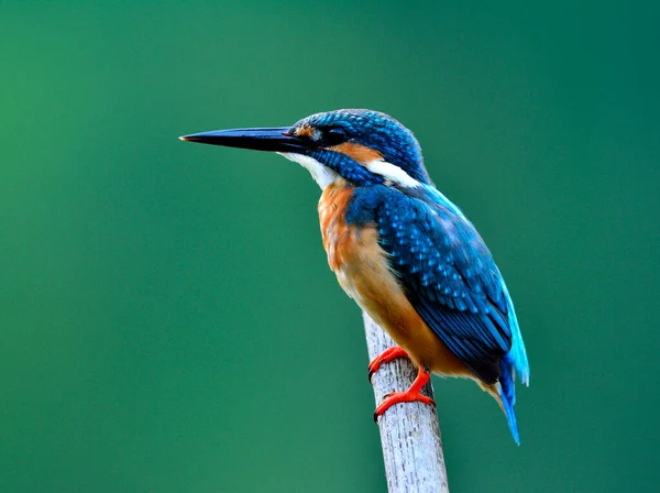 Kingfisher Comum Alcedo Atthis Belo Pássaro Azul Sentado Poleiro Mostrando — Fotografia de Stock
