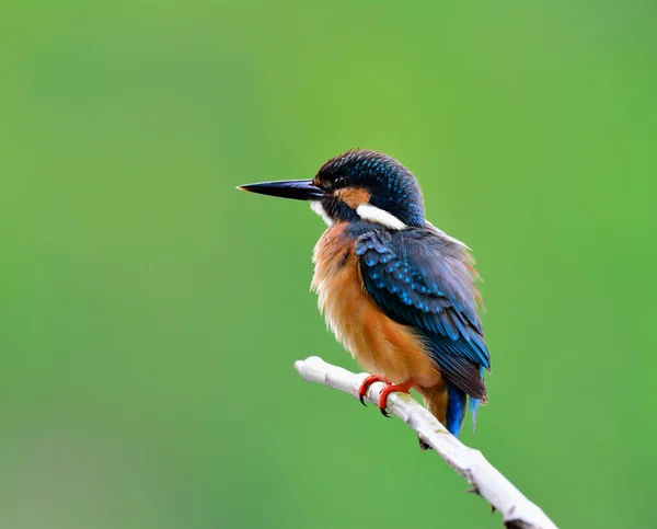 Pescador Real Común Alcedo Atthis Hermoso Pájaro Azul Pequeño Posado — Foto de Stock