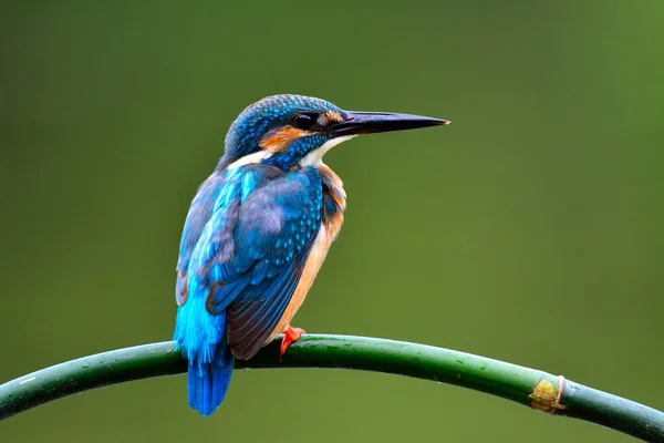 ชเชอร วไป Alcedo Atthis นกส าเง สวยงามน งบนระเบ ยงไม ยวแสดงขนนกด — ภาพถ่ายสต็อก