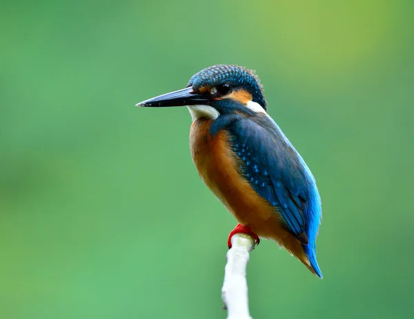 Common Kingfisher Alcedo Atthis Burung Biru Kecil Yang Indah Bertengger — Stok Foto