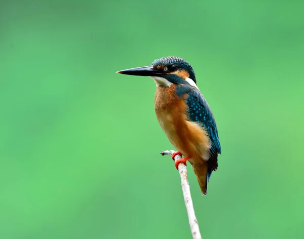 Common Kingfisher Alcedo Atthis Beautiful Small Blue Bird Silent Perching — Stock Photo, Image