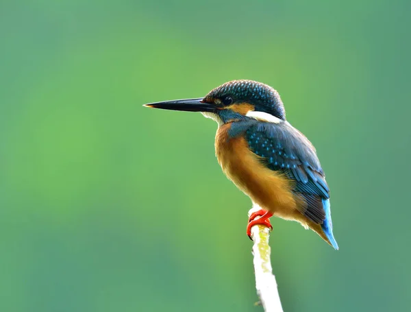 Common Kingfisher Alcedo Atthis Krásný Malý Modrý Ptáček Opuchlým Peřím — Stock fotografie
