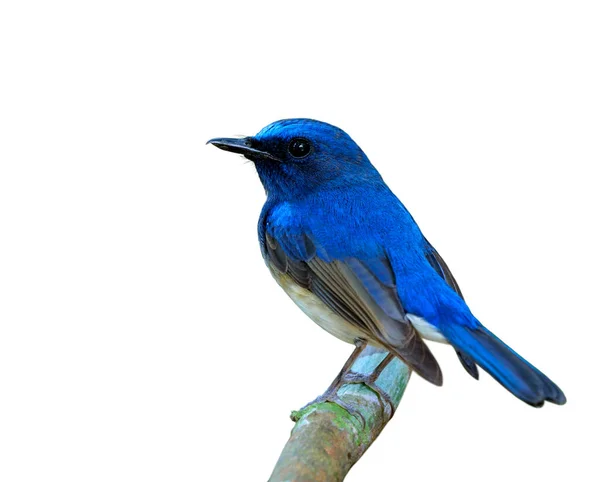 Hainan Blue Flycatcher Cyornis Hainanus Burung Kecil Yang Lucu Bertengger — Stok Foto