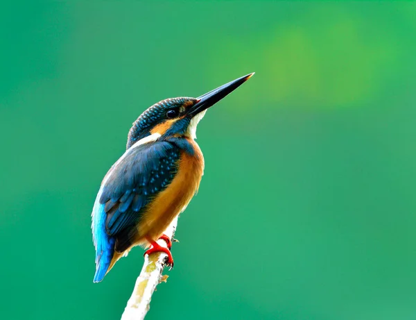 普通翠鸟的雄鸟 Alcedo 一只美丽的蓝鸟 背羽栖息在绿色背景的树枝上 优雅的大自然 — 图库照片