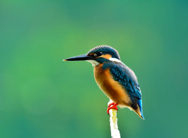 Hombre Common Kingfisher Alcedo Atthis Pequeño Pájaro Azul Hermoso Solitario — Foto de Stock