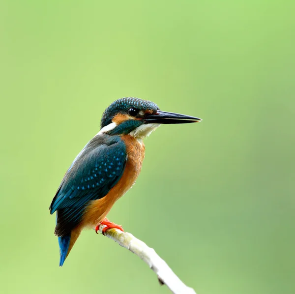 Мужчина Общего Kingfisher Alcedo Atthis Красивая Маленькая Голубая Птица Одиноко — стоковое фото