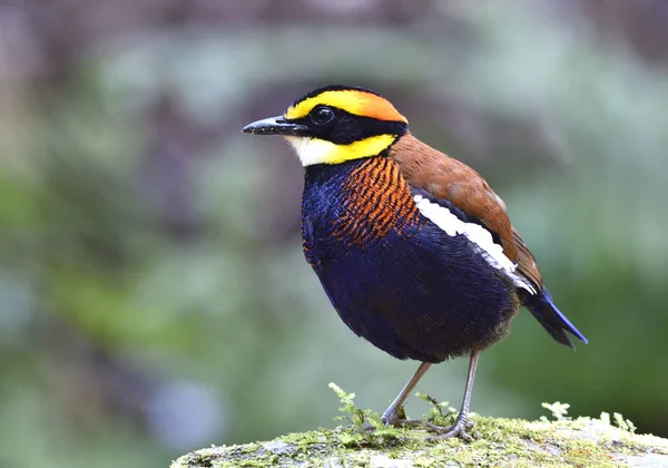 Αρσενικό Της Μαλαισίας Banded Pitta Hydornis Irena Πολλαπλών Χρωμάτων Πουλί — Φωτογραφία Αρχείου