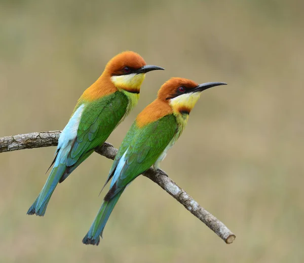 Paire Abeilles Tête Châtaignier Merops Leschenaulti Bel Oiseau Vert Avec — Photo