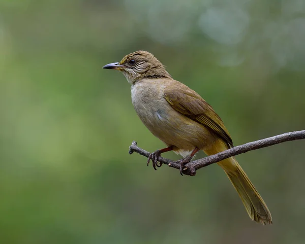 Streak Örat Bulbul Pycnonotus Blanfordi Vacker Brun Fågel Art Sångfågel — Stockfoto