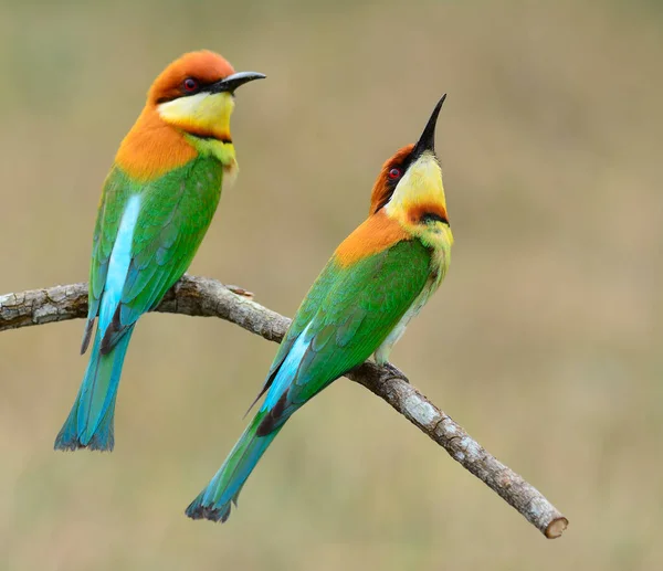 Douce Paire Abeilles Tête Châtaignier Merops Leschenaulti Beaux Oiseaux Verts — Photo