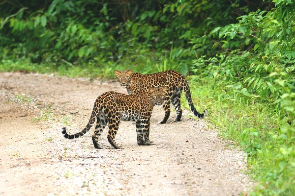 Twin Juvenile Leopards Panthera Pardus Όμορφο Καμουφλάζ Αγριόγατες Στέκονται Δυνατές — Φωτογραφία Αρχείου